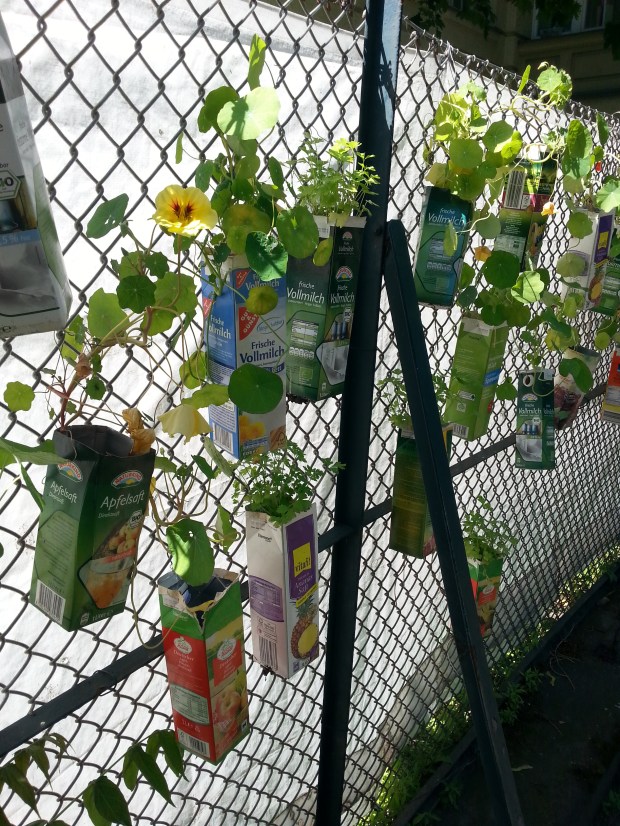 Kapuzinerkresse im Tetrapak