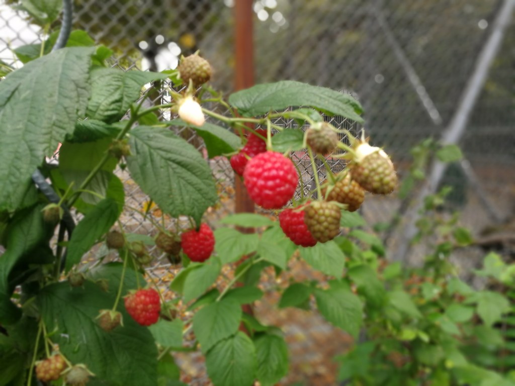 Himbeeren: daraus wird Konfitüre gemacht.